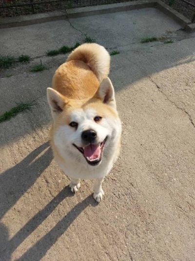 Akita Inu, enka Aiko na poklon